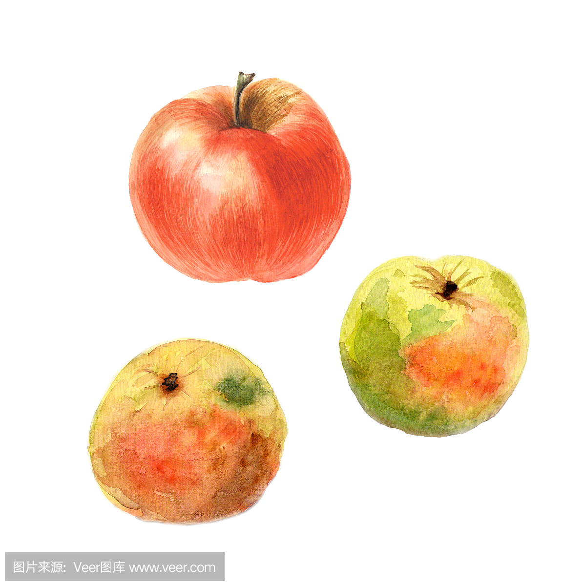 植物水彩插图素描秋天的苹果在白色的背景